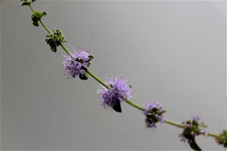 Mentha Pulegium (Pennyroyal Plant) Flower