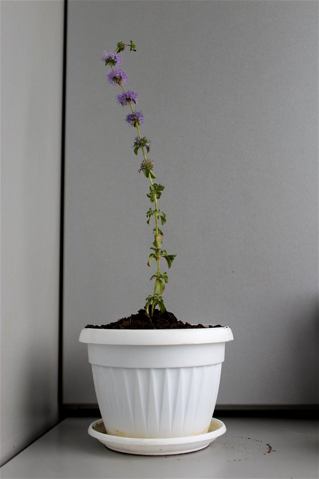 Mentha Pulegium (Pennyroyal Plant) Plant