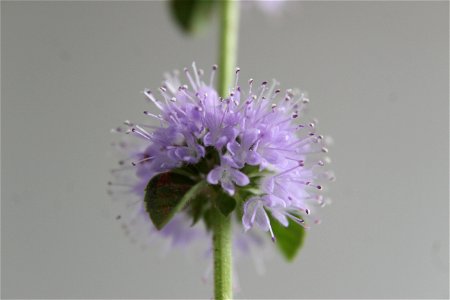 Mentha Pulegium (Pennyroyal Plant) Flower