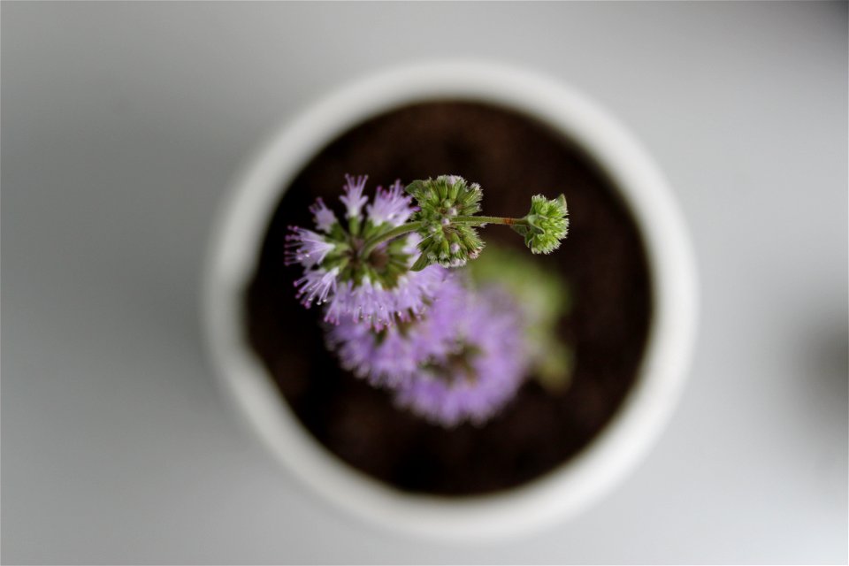 Mentha Pulegium (Pennyroyal Plant)