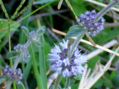 Mentha pulegium close up, Dehesa Boyal de Puertollano, Spain