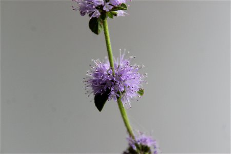 Mentha Pulegium (Pennyroyal Plant) Flower