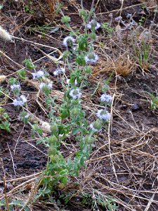 Mentha pulegium habit, Río Montoro,  Sierra Madrona, Spain