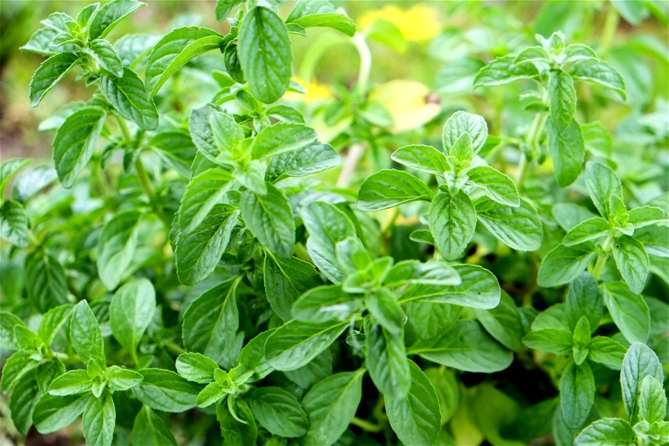 Mentha pulegium, comunemente detta Menta romana