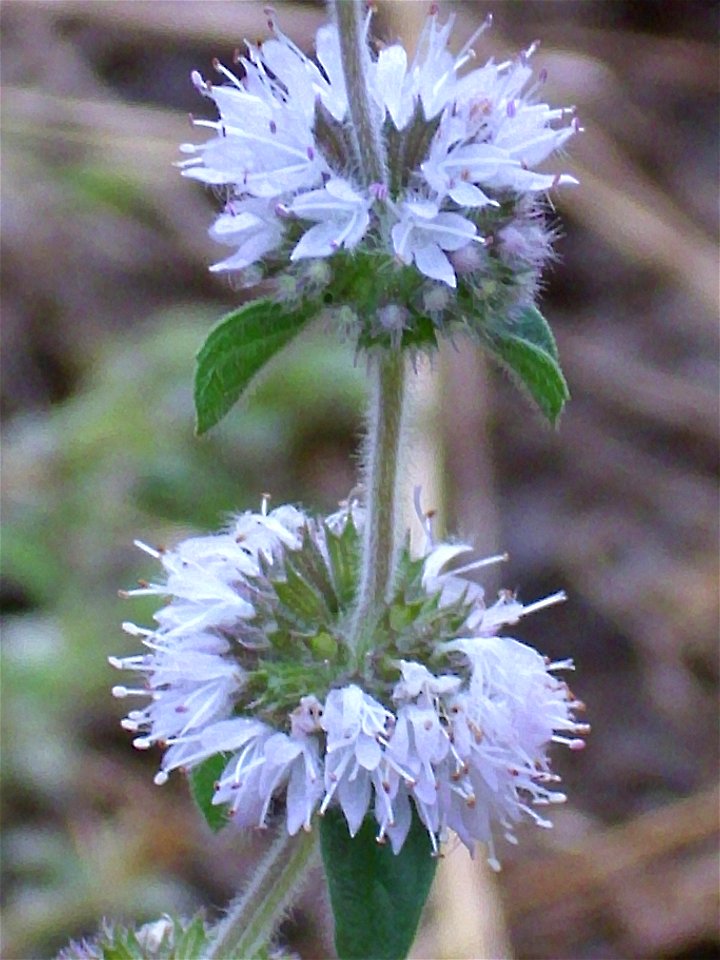Mentha pulegium close up, río Montoro,  Sierra Madrona, Spain