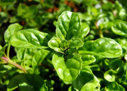 Pennyroyal, Mentha pulegium, at San Diego Botanic Garden in Encinitas, California, USA. Identified by sign. photo