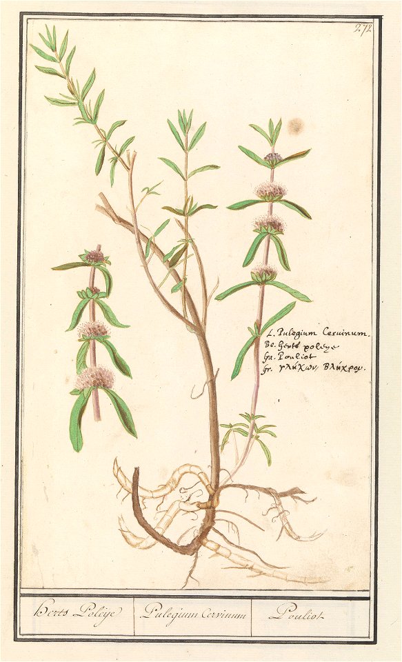 IdentificatieTitel(s): Polei (Mentha pulegium)Herts Poleije / Pulegium Cervinum / Pouliot (titel op object)Objecttype: tekening Objectnummer: RP-T-BR-2017-1-10-76Omschrijving: Polei. Genummerd rechtsb