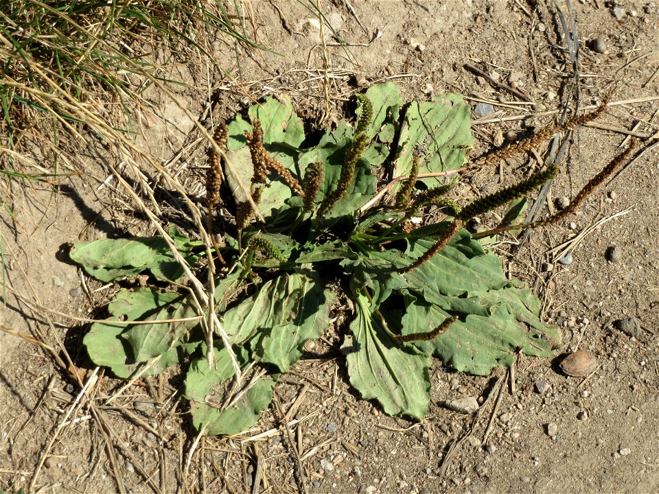 Breitwegerich (Plantago major) in Hockenheim