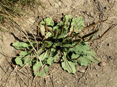 Breitwegerich (Plantago major) in Hockenheim
