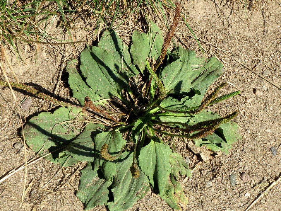 Breitwegerich (Plantago major) in Hockenheim