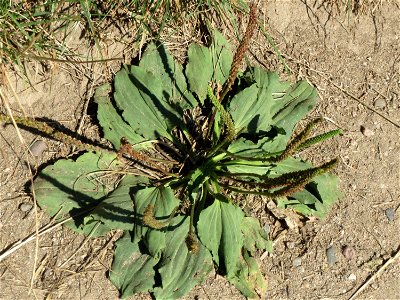 Breitwegerich (Plantago major) in Hockenheim