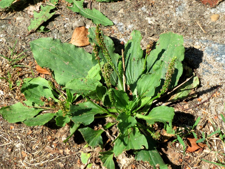 Breitwegerich (Plantago major) in Hockenheim