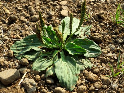 Breitwegerich (Plantago major) am Schalkenmehrener Maar