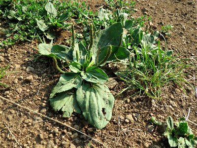 Breitwegerich (Plantago major) am Schalkenmehrener Maar