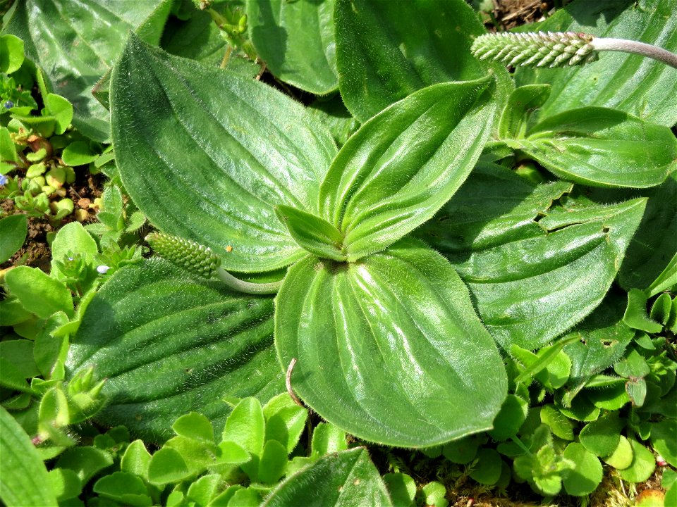 Breitwegerich (Plantago major)Plantago media im Neuenheimer Feld in Heidelberg