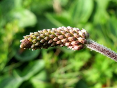 Breitwegerich (Plantago major)Plantago media im Neuenheimer Feld in Heidelberg
