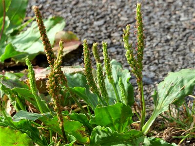 Breitwegerich (Plantago major) in Saarbrücken