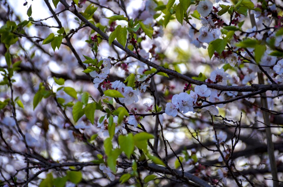 Blossom white spring