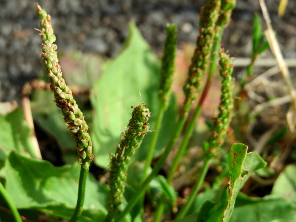 Breitwegerich (Plantago major) in Saarbrücken