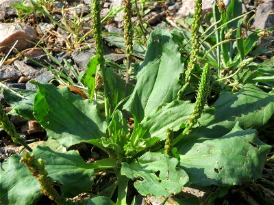 Breitwegerich (Plantago major) in Hockenheim