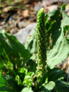 Breitwegerich (Plantago major) in Hockenheim