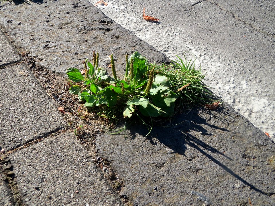 Breitwegerich (Plantago major) in Alt-Saarbrücken