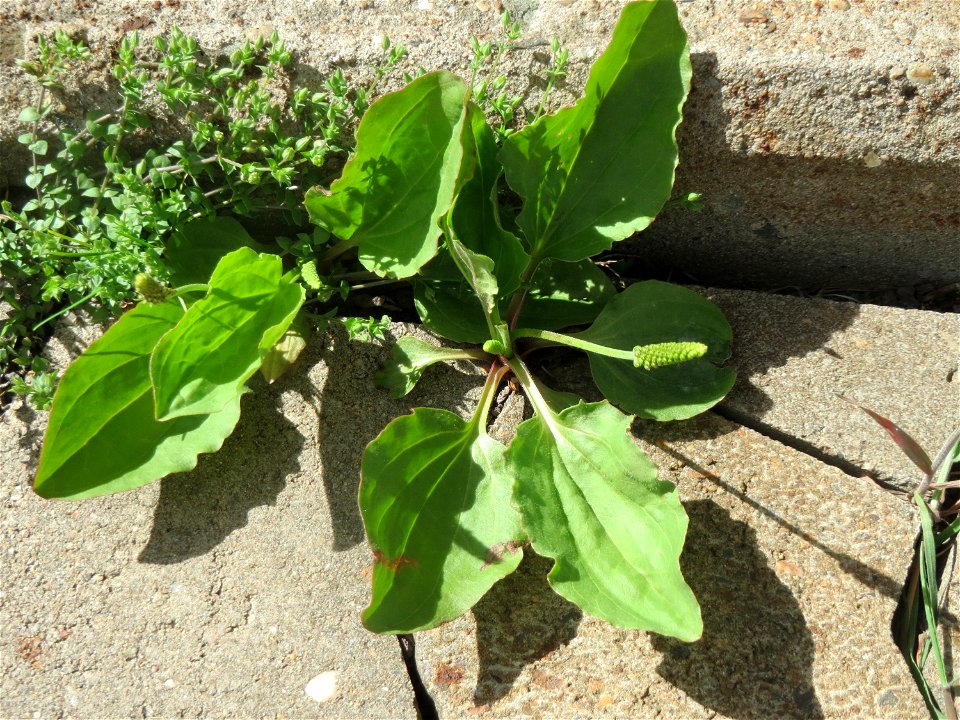 Ritzenbotanik: Breitwegerich (Plantago major) am Bahnhof Honburg (Saar)