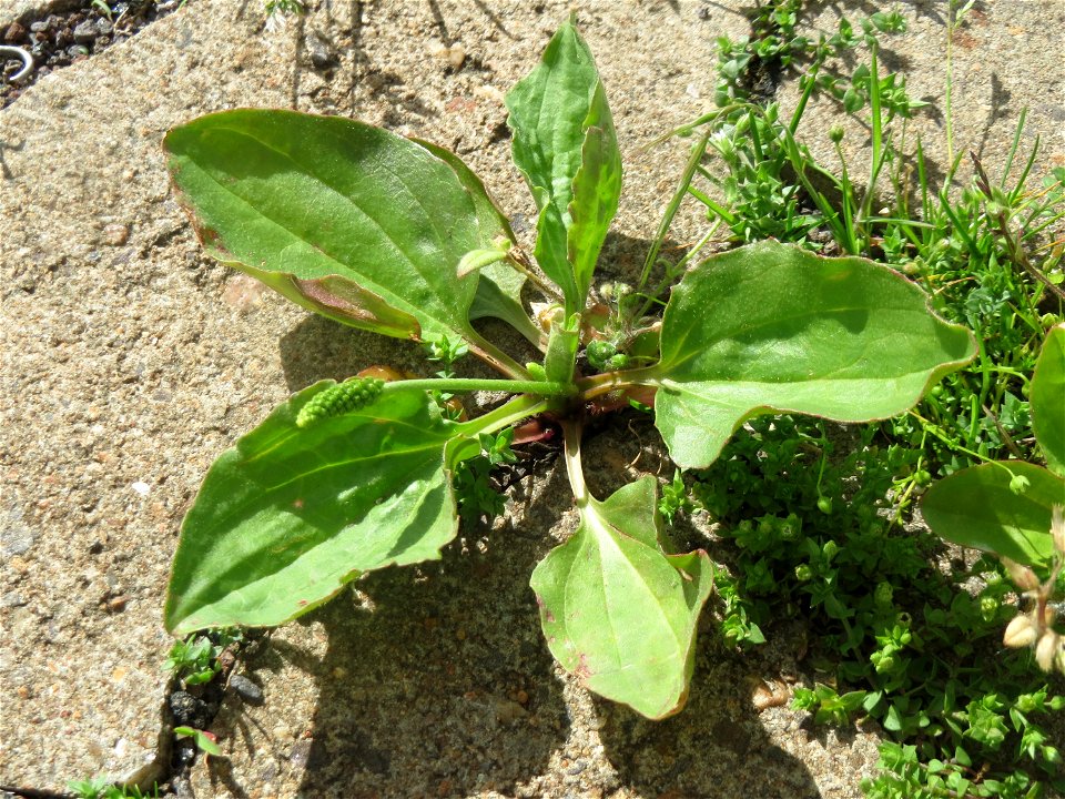 Ritzenbotanik: Breitwegerich (Plantago major) am Bahnhof Honburg (Saar)