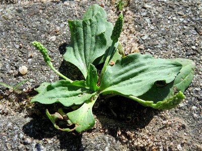 Ritzenbotanik: Breitwegerich (Plantago major) in Hockenheim
