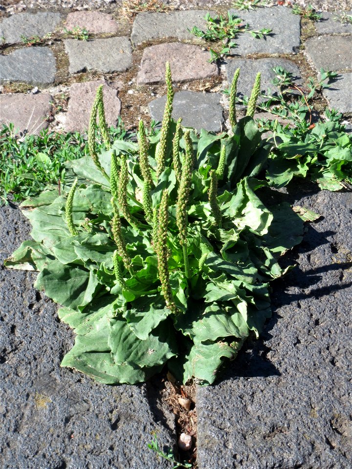 Ritzenbotanik: Breitwegerich (Plantago major) in Saarbrücken