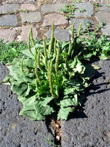 Ritzenbotanik: Breitwegerich (Plantago major) in Saarbrücken
