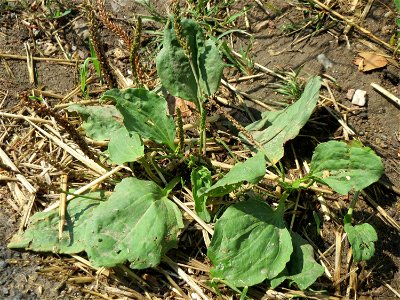 Breitwegerich (Plantago major) an der Elisabethenstraße bei Wiesbaden