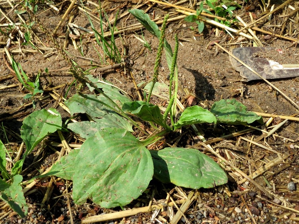 Breitwegerich (Plantago major) an der Elisabethenstraße bei Wiesbaden