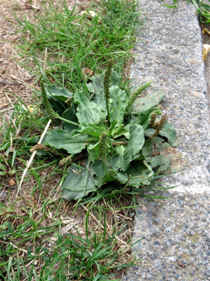 Ritzenbotanik: Breitwegerich (Plantago major) in Hockenheim