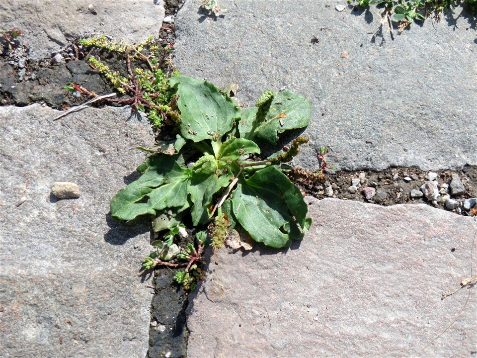 Ritzenbotanik: Breitwegerich (Plantago major) auf Pflasterstein im Bürgerpark Saarbrücken