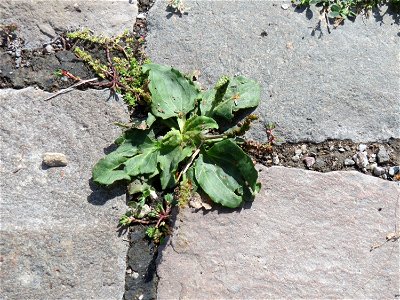 Ritzenbotanik: Breitwegerich (Plantago major) auf Pflasterstein im Bürgerpark Saarbrücken