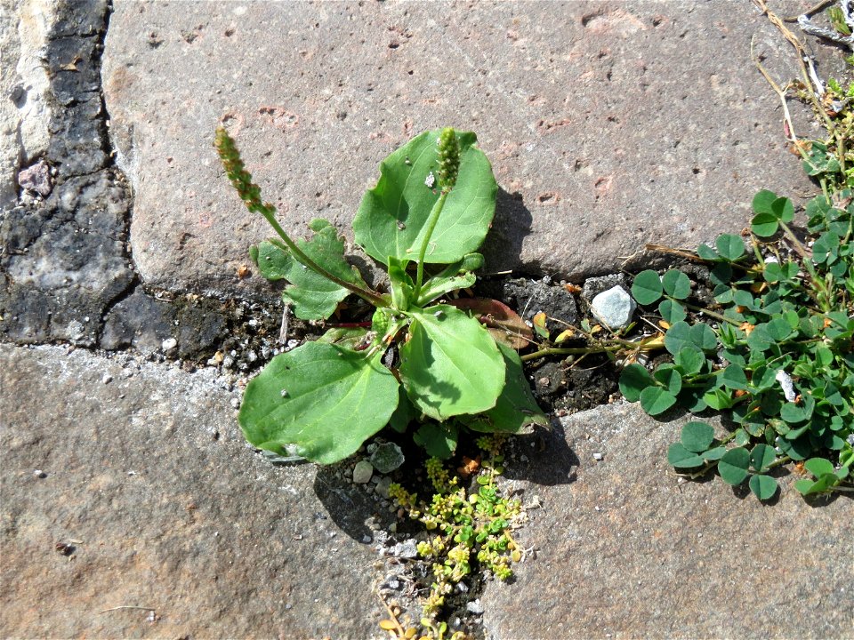 Ritzenbotanik: Breitwegerich (Plantago major) auf Pflasterstein im Bürgerpark Saarbrücken