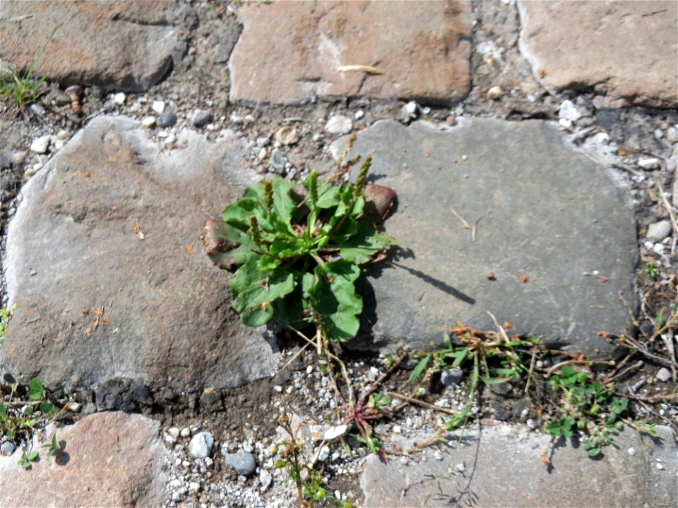 Ritzenbotanik: Breitwegerich (Plantago major) auf Pflasterstein im Bürgerpark Saarbrücken