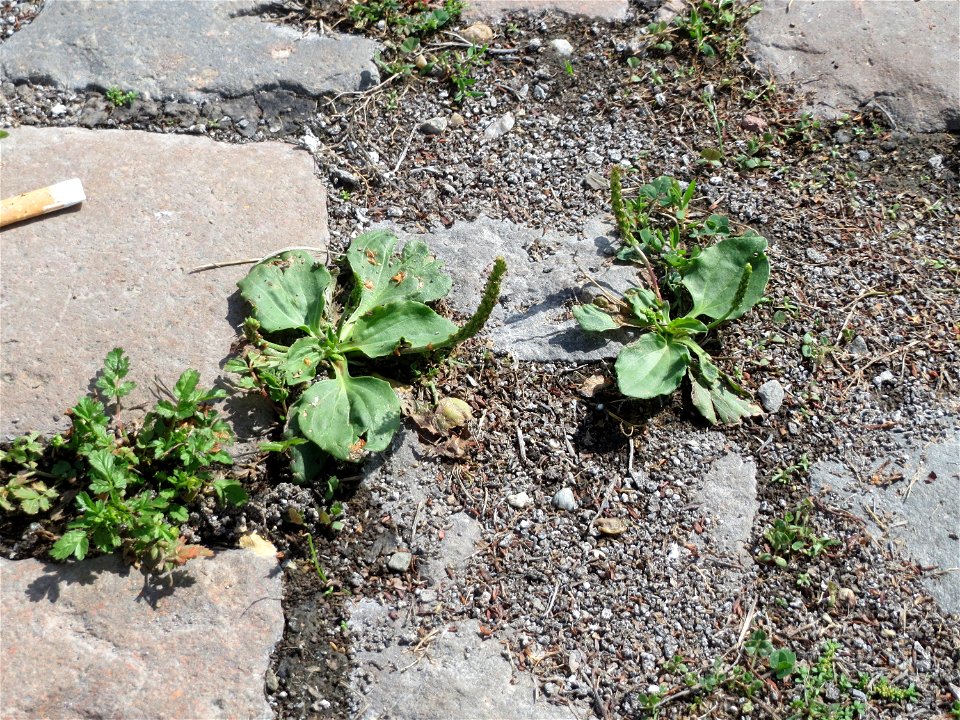 Ritzenbotanik: Breitwegerich (Plantago major) auf Pflasterstein im Bürgerpark Saarbrücken