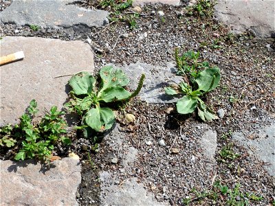 Ritzenbotanik: Breitwegerich (Plantago major) auf Pflasterstein im Bürgerpark Saarbrücken