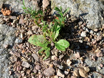 Breitwegerich (Plantago major) in Hockenheim