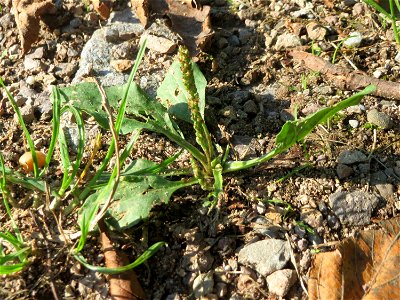 Breitwegerich (Plantago major) auf Wegschotter in Hockenheim