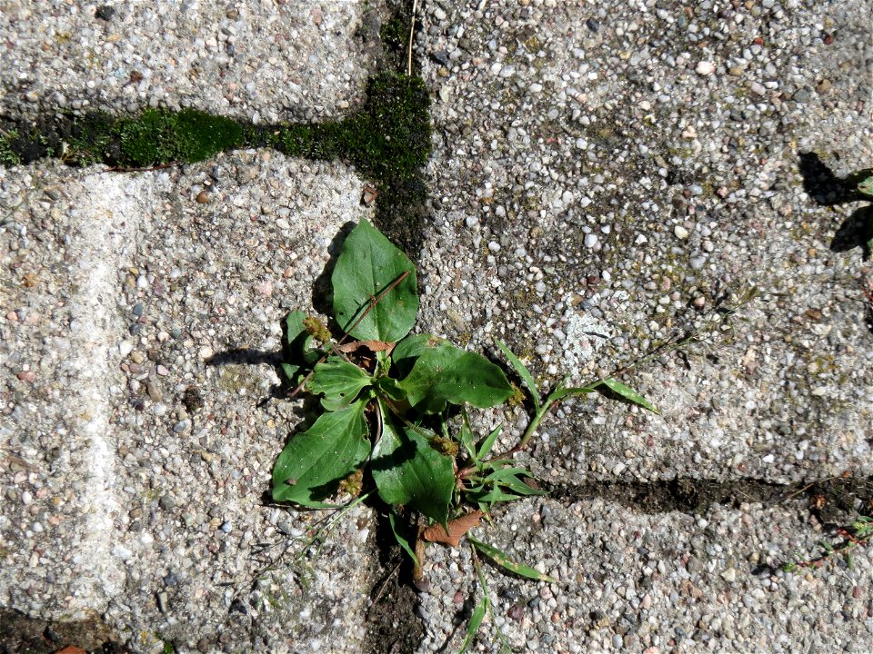 Ritzenbotanik: Breitwegerich (Plantago major) auf Pflasterstein in Hockenheim