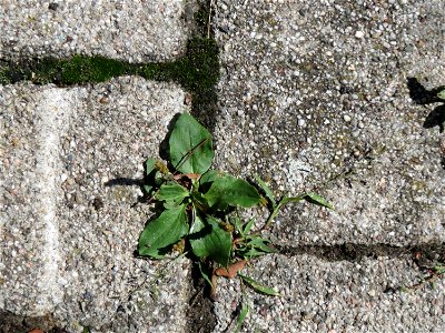 Ritzenbotanik: Breitwegerich (Plantago major) auf Pflasterstein in Hockenheim