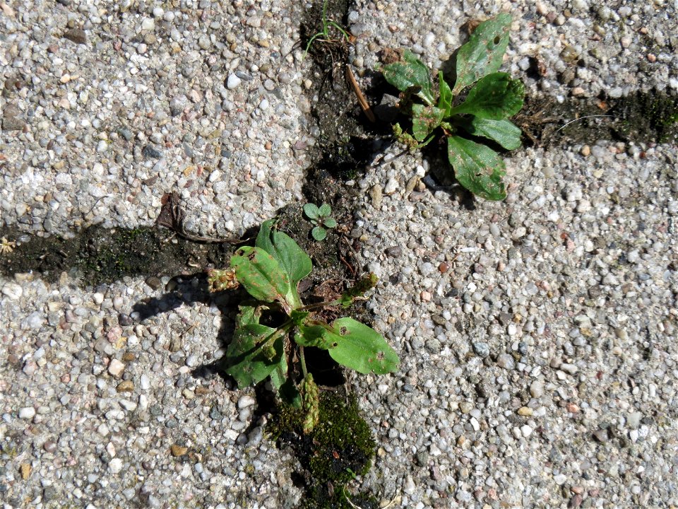 Ritzenbotanik: Breitwegerich (Plantago major) auf Pflasterstein in Hockenheim