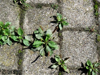 Ritzenbotanik: Breitwegerich (Plantago major) auf Pflasterstein in Hockenheim