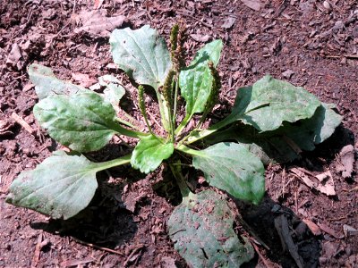 Breitwegerich (Plantago major) in der Schwetzinger Hardt