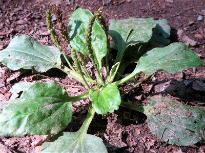 Breitwegerich (Plantago major) in der Schwetzinger Hardt