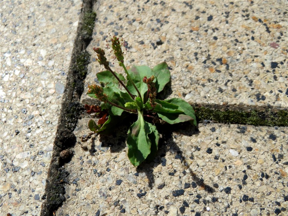 Ritzenbotanik: Breitwegerich (Plantago major) auf Pflasterstein in Schwetzingen