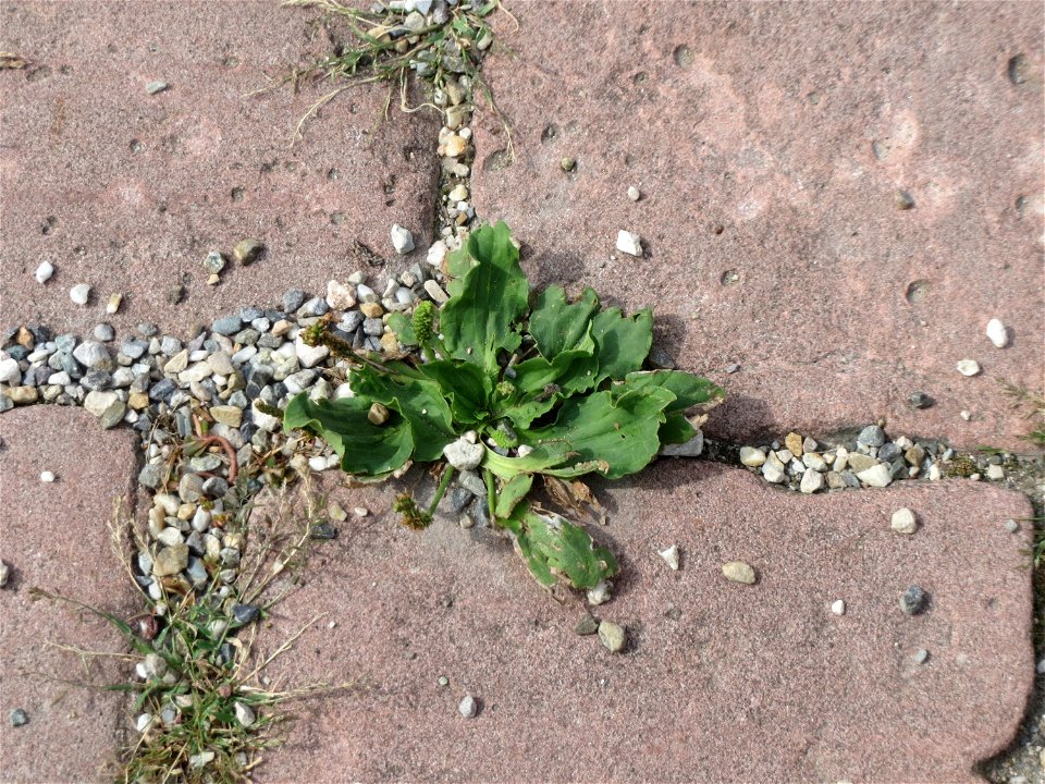 Ritzenbotanik: Breitwegerich (Plantago major) auf Pflasterstein im Hof von Schloss Schwetzingen